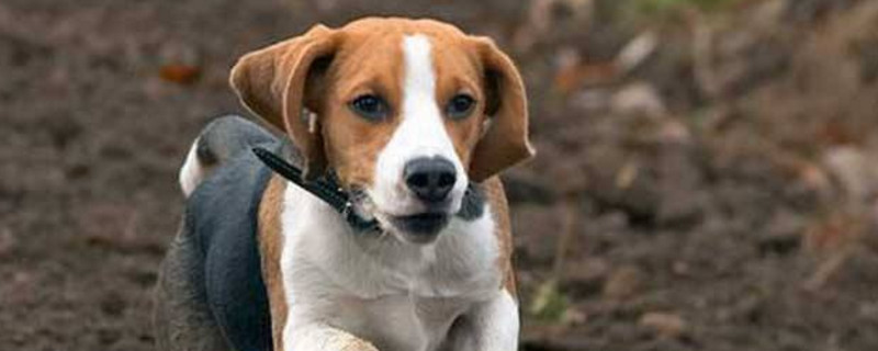比格犬能换主人吗