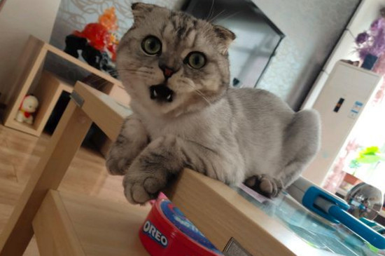 猫不想养了怎么办