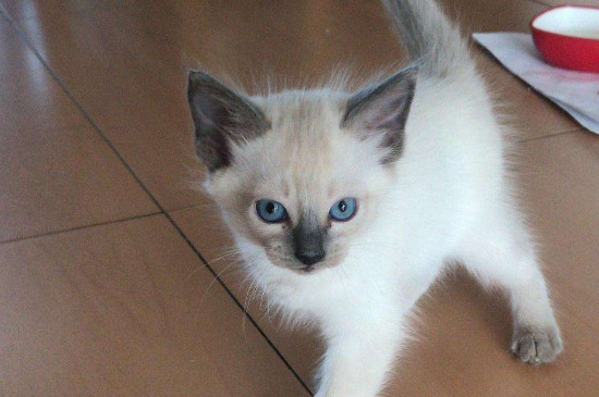 猫坐私家车能坐几小时