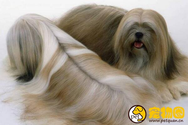 拉萨犬有驱魔圣犬之称，神秘且稀少的贵族之犬