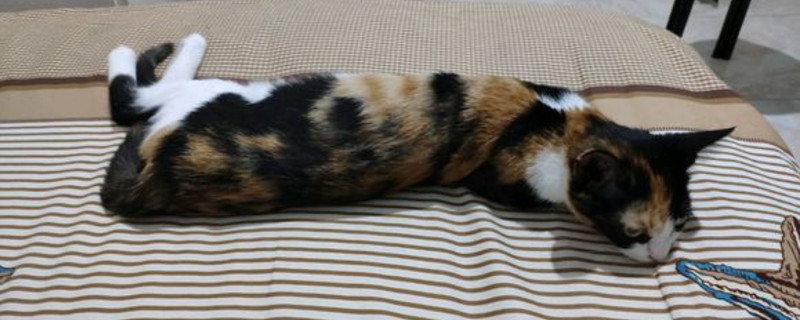 猫咪咪咪旁边有黑点