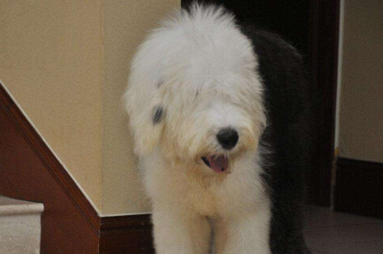 古牧幼犬价格大概多少，一只纯种犬需要3000-15000元