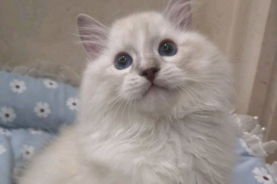 猫咪干呕吐不出来