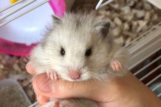小朋友养仓鼠注意事项