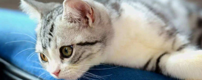 猫咪绝育后不吃不喝