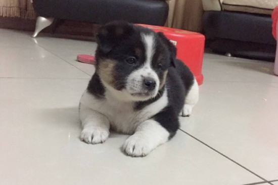 狗能吃马蹄吗