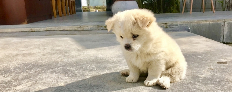 两个月的狗狗怎么养