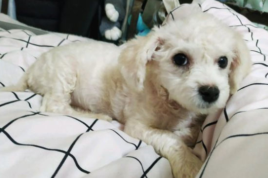 狗狗吃了辣椒怎么办