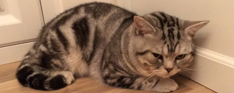 猫躲在角落里不出来