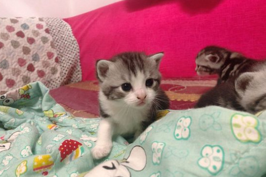 猫一天吃多少猫粮