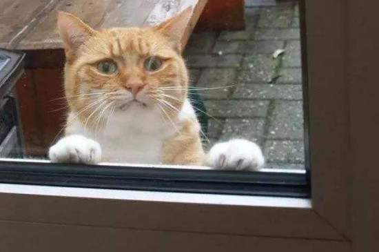 猫在室外能过冬天吗