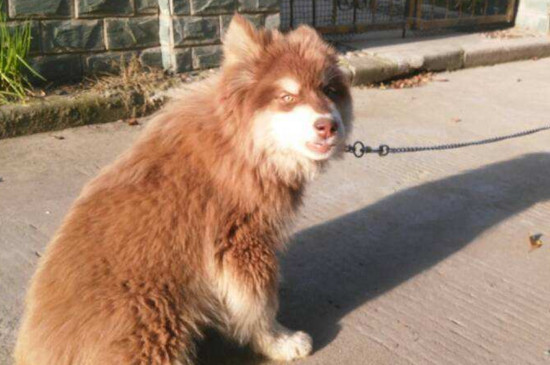 适合家养的大型犬排名
