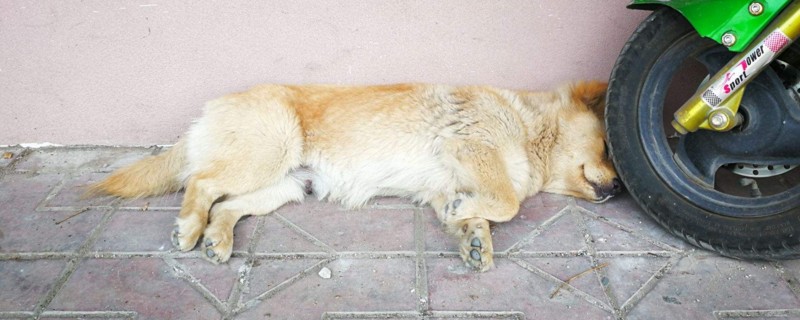 狗吃什么药能晕过去