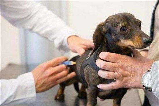 打狂犬疫苗有副作用吗