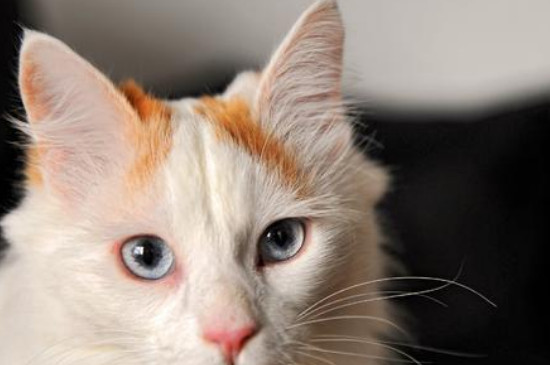 土耳其梵猫和土猫区别