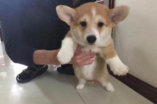 纯种柯基犬多少钱一只，幼犬价格在2000～8500元之间