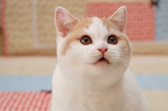 猫拉乳白色粪便