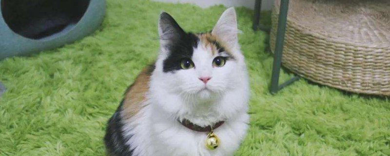 宠物店收猫吗不想养了