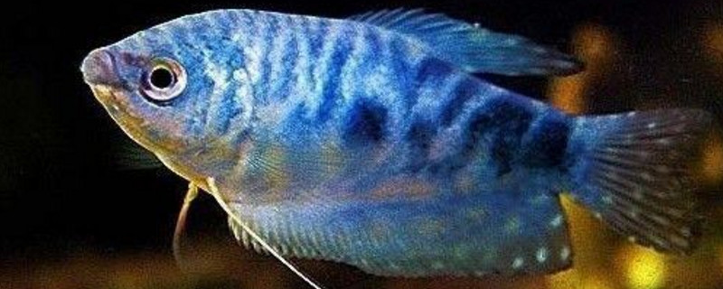 曼龙鱼怀孕症状