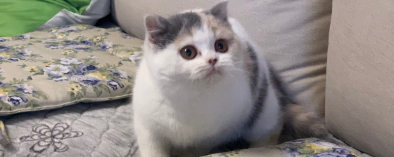猫皮肤上有结痂