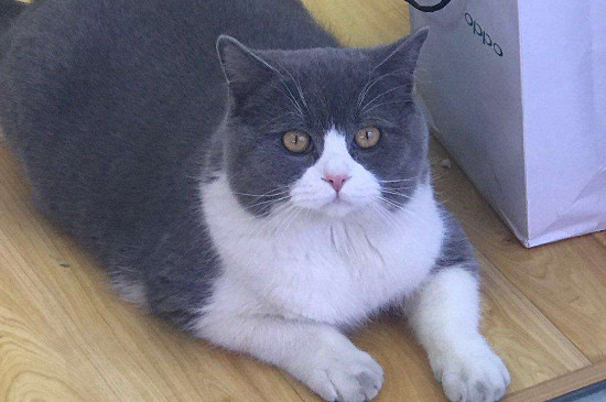 配了两天公猫没反应了的原因