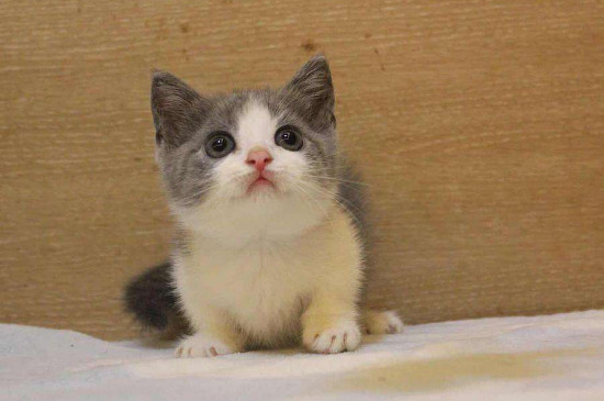 矮脚猫容易得心脏病吗