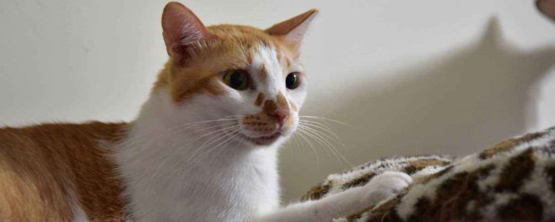 猫导尿后能不能痊愈