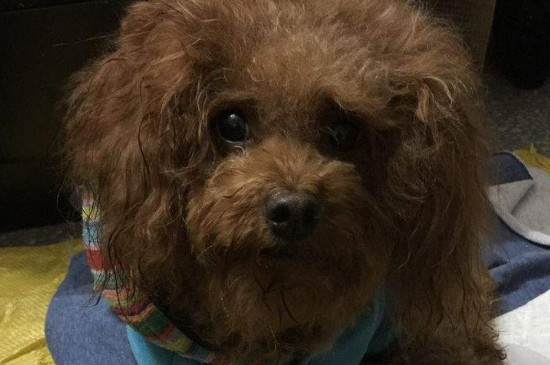 泰迪狗鼻子干怎么回事