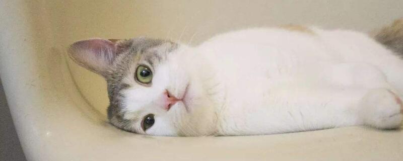 母猫尿频每次只尿一滴怎么回事