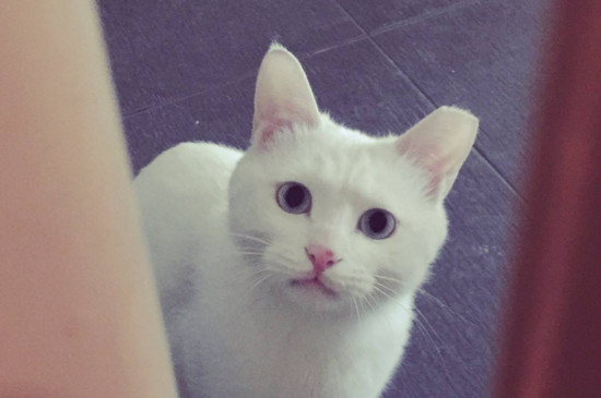 猫耳朵有黄黄的黏液