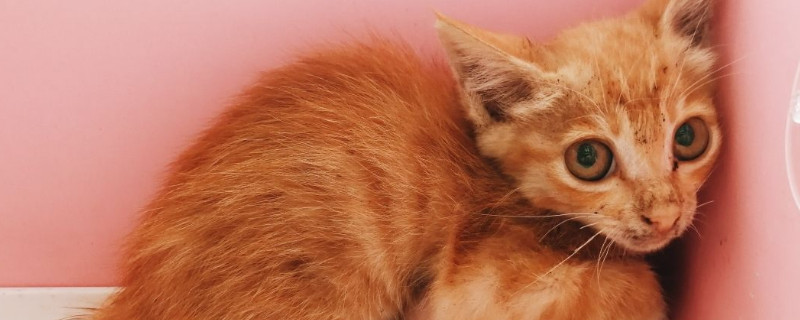 猫外驱虫怎么使用