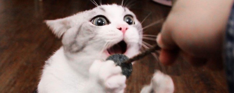 猫咪喜欢主人的表现