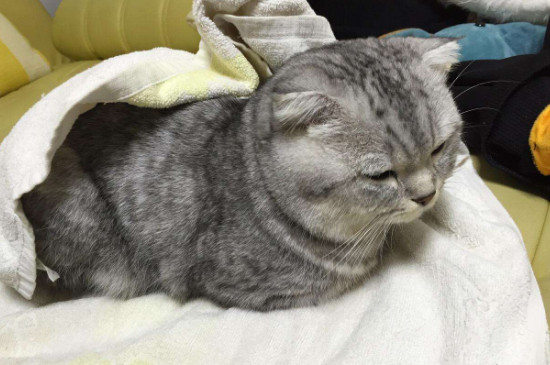 猫头上长了个软的鼓包