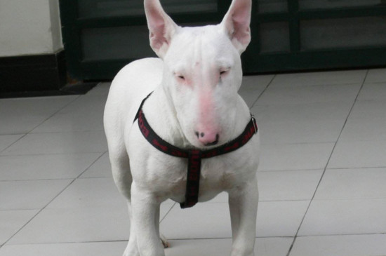 牛头梗多少钱一只，宠物级幼犬的价格在1300～3500元