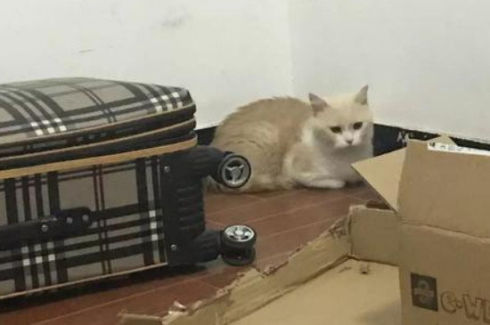 母猫几个月发情，7～9个月大会首次发情