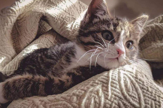 猫多大打疫苗