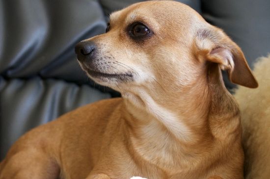 成年狗能吃幼犬狗粮吗