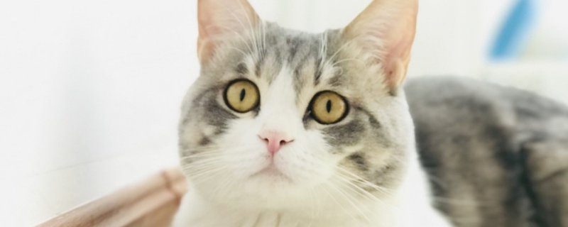 猫到新家两天不拉尿正常吗