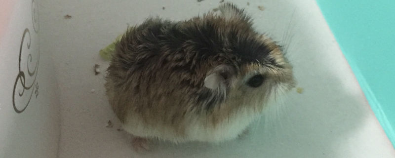 仓鼠眼角发红