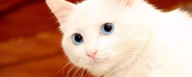 母猫涨奶严重硬块
