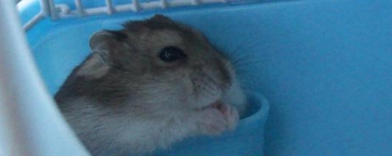 仓鼠屁股流血的原因