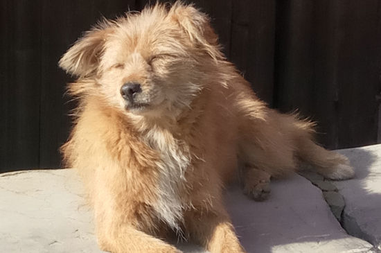 幼犬流鼻涕