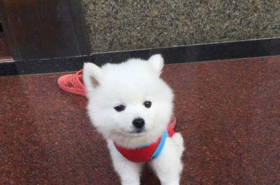 狗狗拉稀带血精神正常