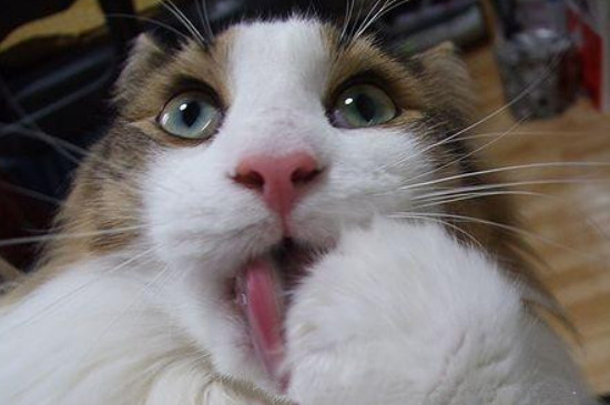 猫咪舔毛是因为跳蚤吗