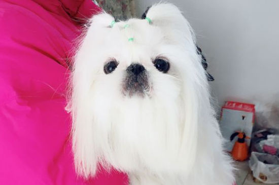 养西施犬的注意事项