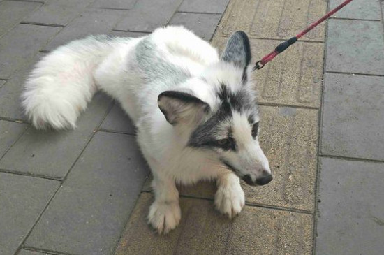 养狐狸有什么禁忌