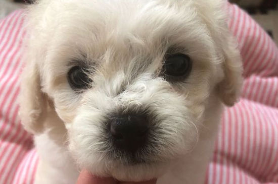 比熊犬适合有孩子养吗