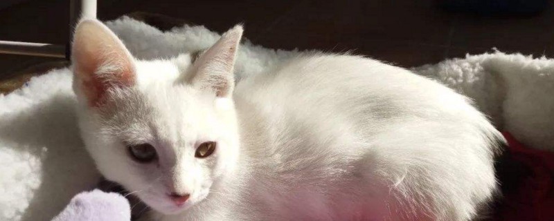 小猫四腿蹬直头后仰