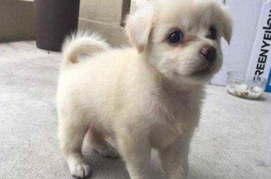 幼犬身上有皮屑正常吗