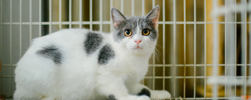 怎么能让猫咪拉屎不臭